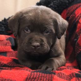 Cider - Chocolate male Labrador Retriever puppy in Camden, Indiana from Camden's Caring Canines
