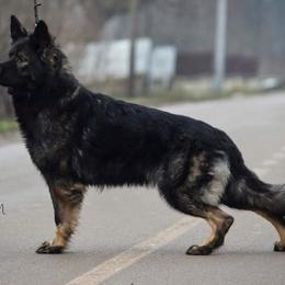 Nikki - German Shepherd