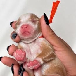 Ellie belle - Parti female Assorted Doodle Crosses puppy in Yuciapa, California from AlltheDoodlez_
