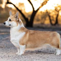 Leia - Pembroke Welsh Corgi