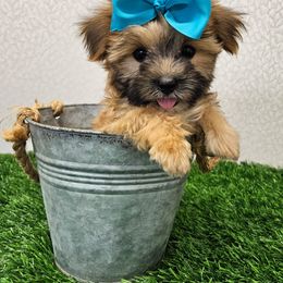Melody (319)48O-6152 - Gold female Morkie puppy in Monticello, Iowa from Ashley’s Puppies