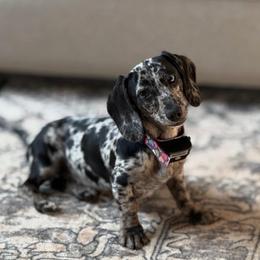 Betty - Dachshund