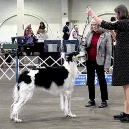 Borzoi and Greyhound Puppies from Kay Henderson