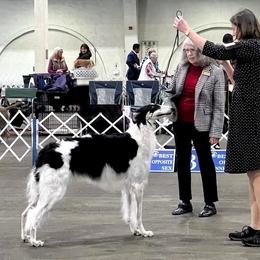 Borzoi and Greyhound Puppies from Kay Henderson