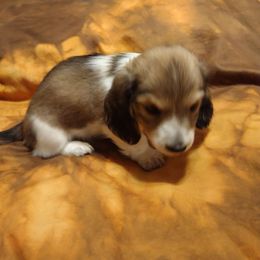 Shaded Cream Piebald Male - Cream male Dachshund puppy in Highland Home, Alabama from Landey's Long Dogs