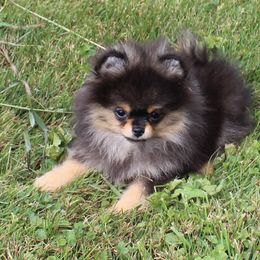Quincy - Black and tan male Pomeranian puppy in Memphis, Michigan from Magix'z Pomeranians