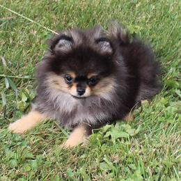 Quincy - Black and tan male Pomeranian puppy in Memphis, Michigan from Magix'z Pomeranians