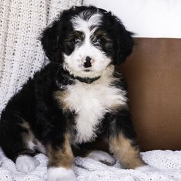 Green Collar Boy - Tri-color Bernedoodle puppy in Hebron, Indiana from Duneland Doodles