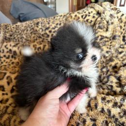 Tux - Black parti male Pomeranian puppy in Waterloo, Indiana from Garcias Pomeranian