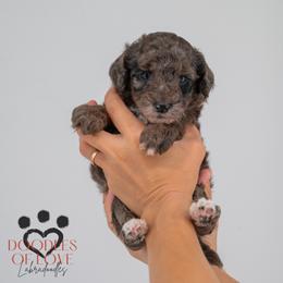 Beau - Merle male Labradoodle puppy in Travelers Rest, South Carolina from Doodles of Love Labradoodles