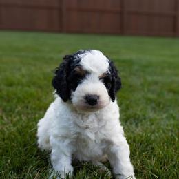 Mouse - Tri-color male Bernedoodle puppy in Fishers, Indiana from Fishers Bernedoodles