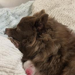 Jasmine - Pomeranian