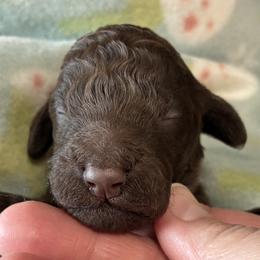 8. LIGHT BLUE COLLAR BOY - Chocolate male Goldendoodle puppy in Charlo, Montana from Heavenly Hilltop Farm