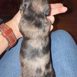 Dolly - Dapple female Dachshund puppy in Fort Worth, Texas from Louis' Litters