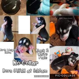 Siberian Husky Puppies from Lunter's Heaven Huskies