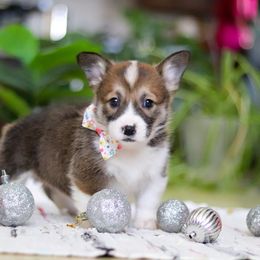 Noelle - Sable female Pembroke Welsh Corgi puppy in Sugarcreek, Ohio from Admar Canines