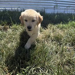 Light Blue - Girl - Golden female Golden Retriever puppy in Chico, California from Upper Park Goldens