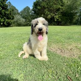 Pongo - male Australian Mountain Doodle puppy in Trion, Georgia from Big Daddy Doodles