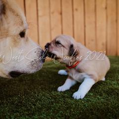 Colorado Mountain Dog Puppies from West Side Woofies