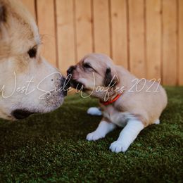 Colorado Mountain Dog Puppies from West Side Woofies