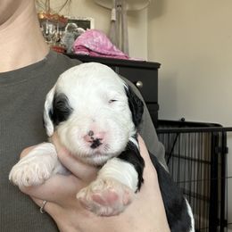 Sheepadoodle Puppies from Taylor's Sheepadoodle Puppies