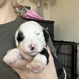 Sheepadoodle Puppies from Taylor's Sheepadoodle Puppies
