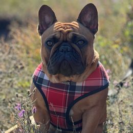 Ember - French Bulldog