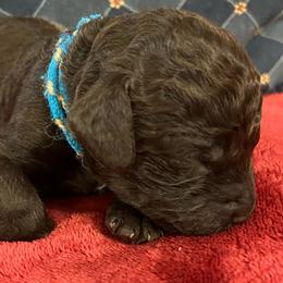 Boy 3 Blue - Liver male Boykin Spaniel puppy in Stapleton, Alabama from Taensas Boykins