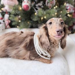 Nula - Dachshund