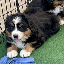 Blue Collar - Black rust and white female Bernese Mountain Dog puppy in Comer, Georgia from Water Oak Farm