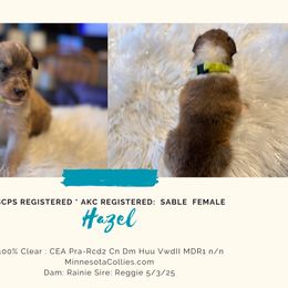 Hazel - Sable and white female Collie puppy in Plato, Minnesota from Minnesota Collies