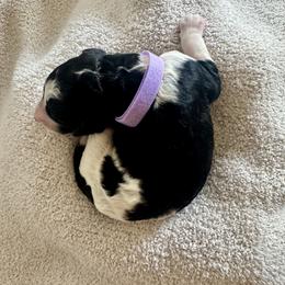 Thistle (Light Purple) - Parti female Poodle puppy in Burwell, Nebraska from Petersen Poodles