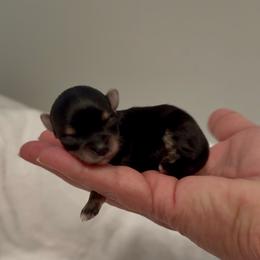 Charlie - Black and gold male Morkie puppy in Jamestown, North Carolina from North Carolina Maltese, Yorkies & Morkies(previously California Maltese, Yorkies & Morkies)