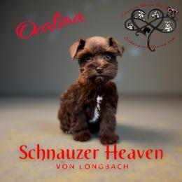Ovalina AKC - Liver female Miniature Schnauzer puppy in Pelzer, South Carolina from Schnauzer Heaven Von Longbach
