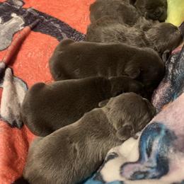 French Bulldog Puppies from Frenchie Puppies in Abbeville