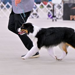 Chase - Miniature American Shepherd