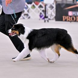Chase - Miniature American Shepherd