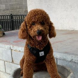 French Bulldogs and Poodles from Underground kennels