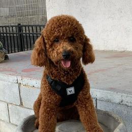 French Bulldogs and Poodles from Underground kennels