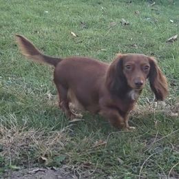 Startstar - Dachshund