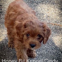 Cindy - Red female Cavapoo puppy in Maple Grove, Minnesota from Honey Bit Kennels