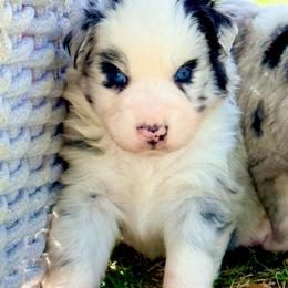 Outlaw - Blue merle male Australian Shepherd puppy in Mineral Wells, Texas from A6 Australian Shepards