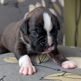 Cicilia - Brindle female Boxer puppy in Springfield, Missouri from ReMa Boxers