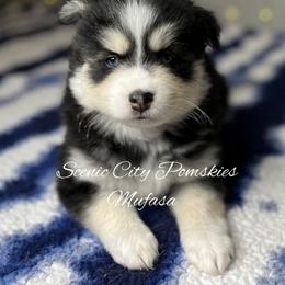 Mufasa - Black and white male Pomsky puppy in Rossville, Georgia from Scenic City Pomskies