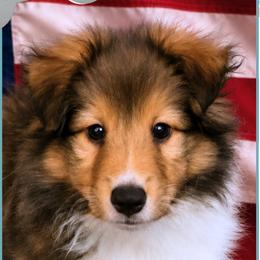 Boy 3 - Xander - Sable and white male Shetland Sheepdog puppy in Elberton, Georgia from Ioney's Southern Paws Shelties, Frenchies, and Yorkies