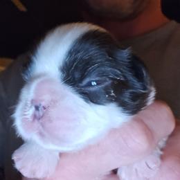Boy 1 - Black and white male French Bulldog puppy in High Ridge, Missouri from St Louis Frenchies