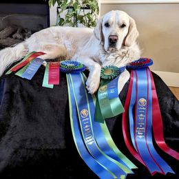 Boulder - Golden Retriever