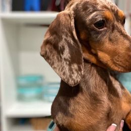Coco - Dachshund