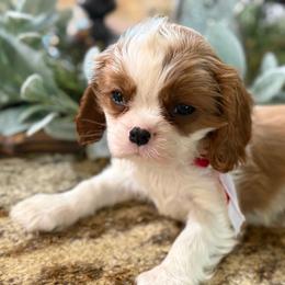 Ashley's Boy 1 - Blenheim male Cavalier King Charles Spaniel puppy in Loco, Oklahoma from Sweet Heart Cavaliers