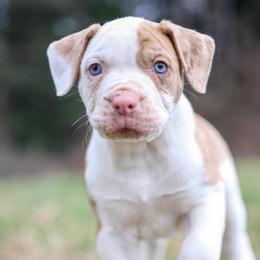 Snickerdoodle - female Alapaha Blue Blood Bulldog puppy in Hudson, New Hampshire from WICKED Alapaha Kennel